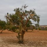 Morocco13  43 von 105 