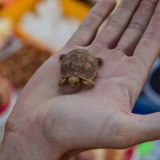 Morocco13  45 von 105 