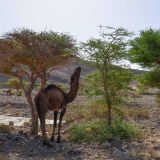 Morocco13  89 von 105 